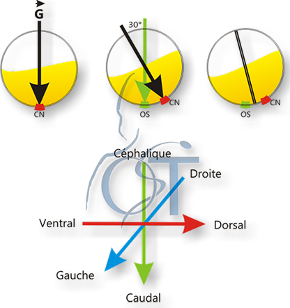 La Gravitation Met En Place L'axe Dorso-ventral Au - Circle (416x442)