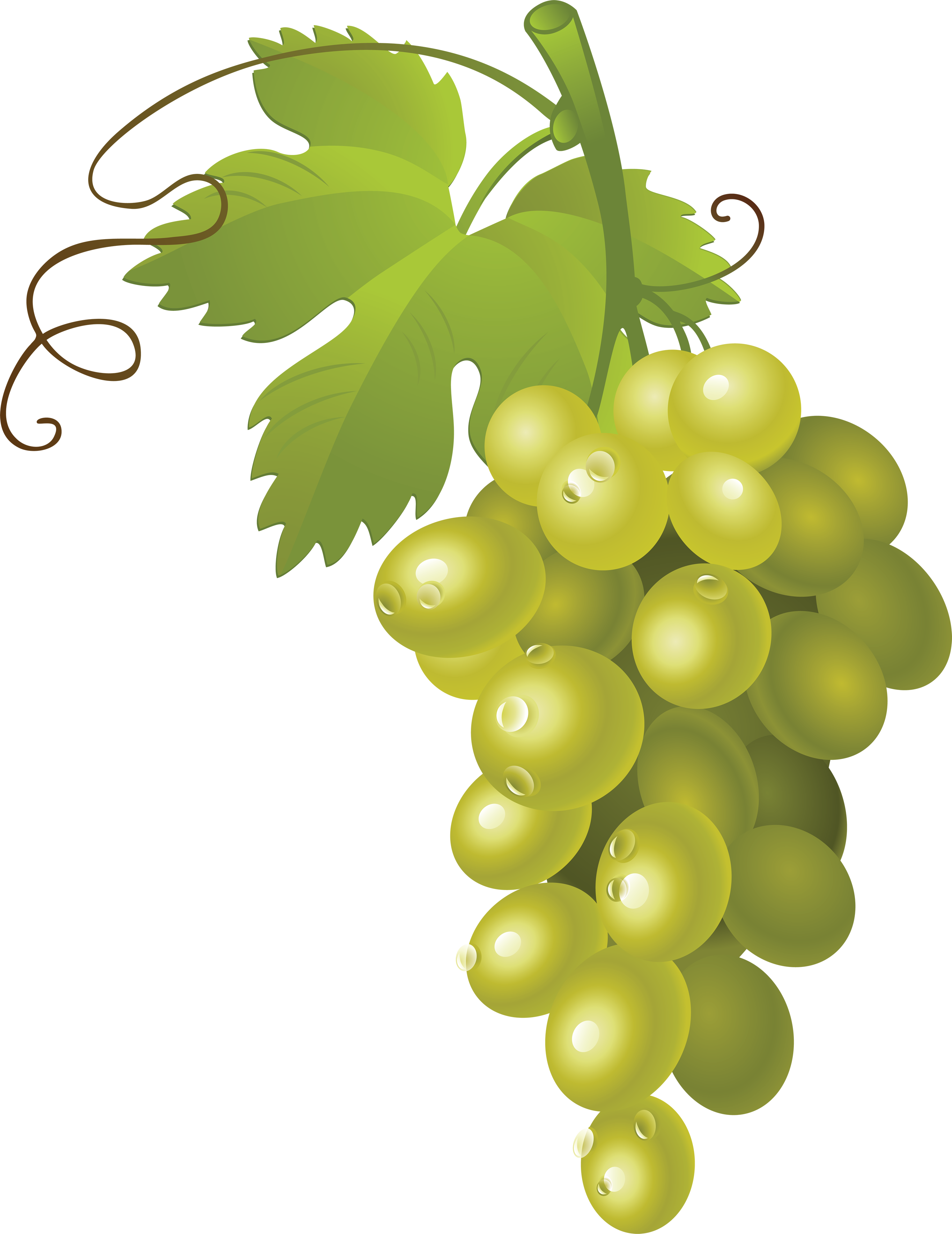 Grapes Clipart Transparent Background - Green Grapes Clipart (2727x3534)
