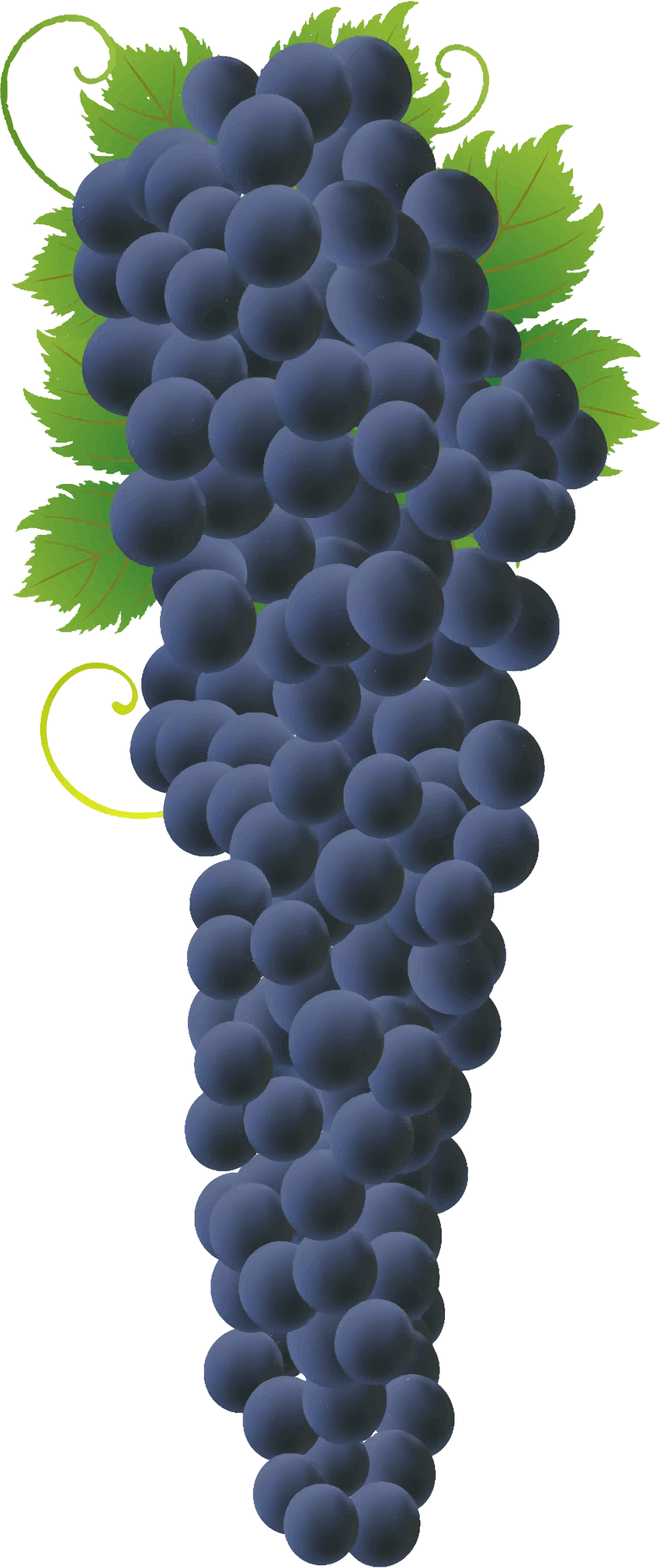 Big Image - Big Bunch Of Grapes (970x2304)