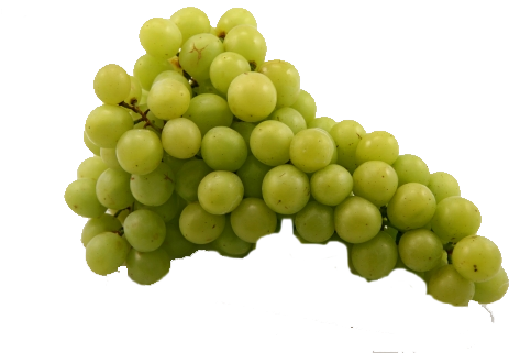 We Used A Bunch Of Grapes - Bunch Of Grapes Πνγ (500x333)