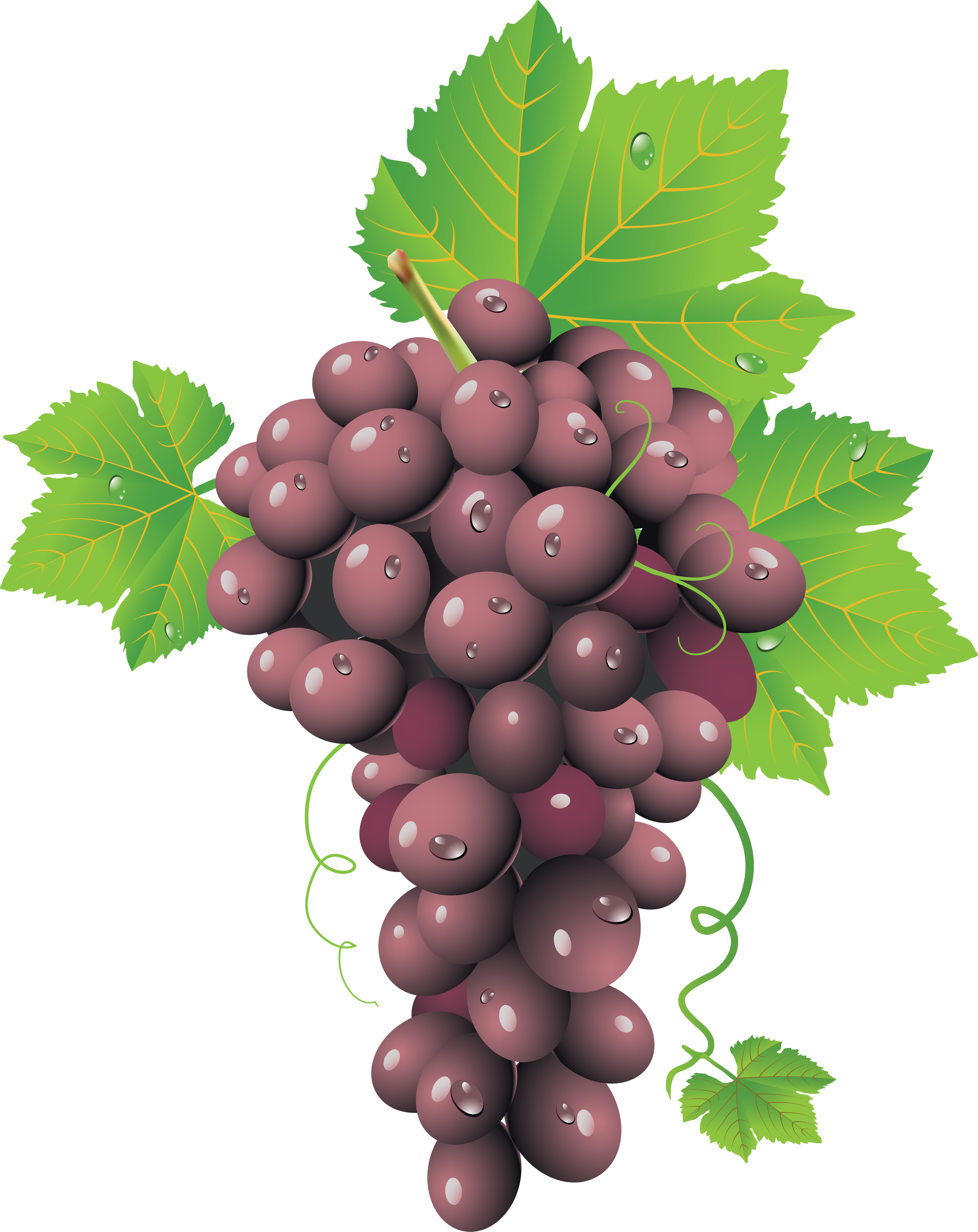 Grapes Clipart Single Grape - Red Grapes Png (2848x3588)