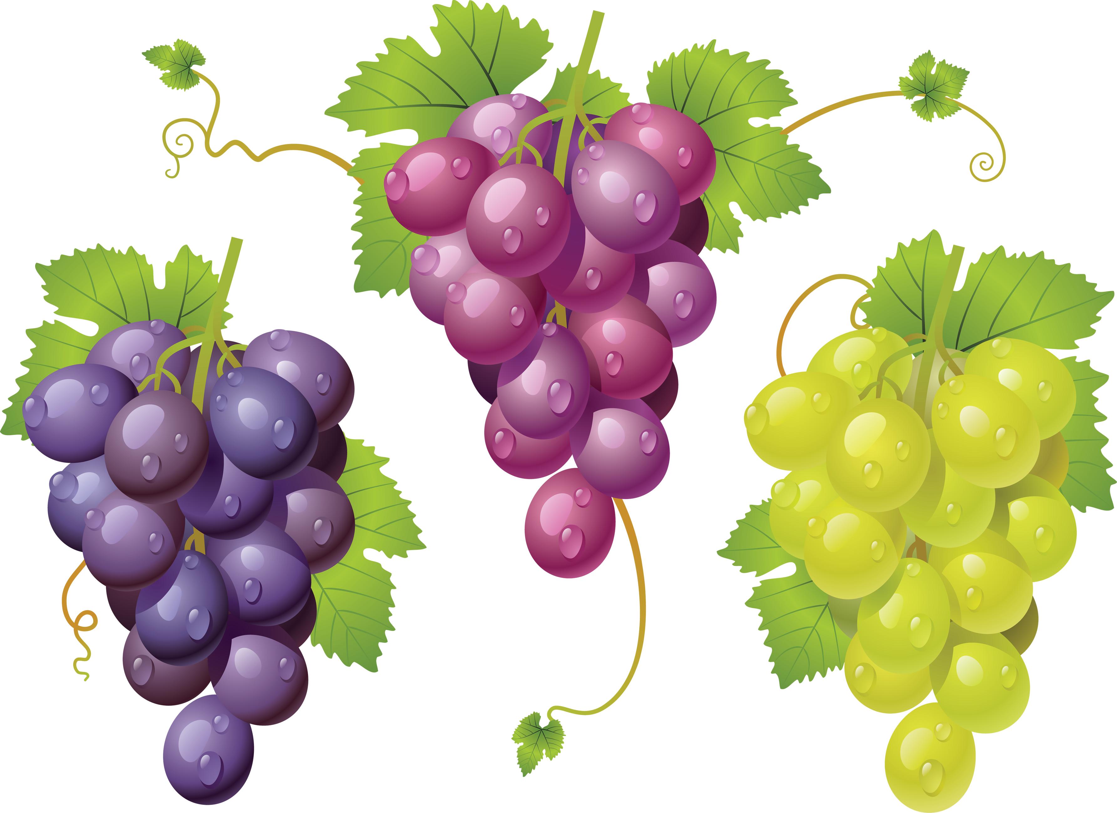 Grapes Images, Modafinilsale - La Cura De La Uva/ The Grape Cure (3568x2597)