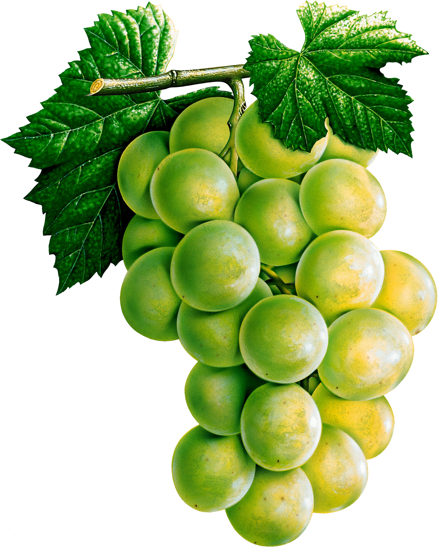 Grapes Clipart Five - Reduce Weight Fruta Planta (1490x1864)