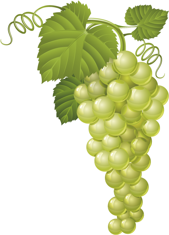 Grapes Clipart Common Fruit - Green Grape Clip Art (900x1104)