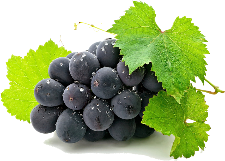 Grape Clipart Art - Aluminum Photo Panel (11"x14") (1000x625)