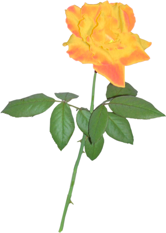 Yellow Rose 02 By Clipartcotttage - Rose (534x750)