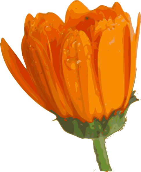 Orange Flower Clipart Animated Flower - Blooming Flower Png Gif (486x593)