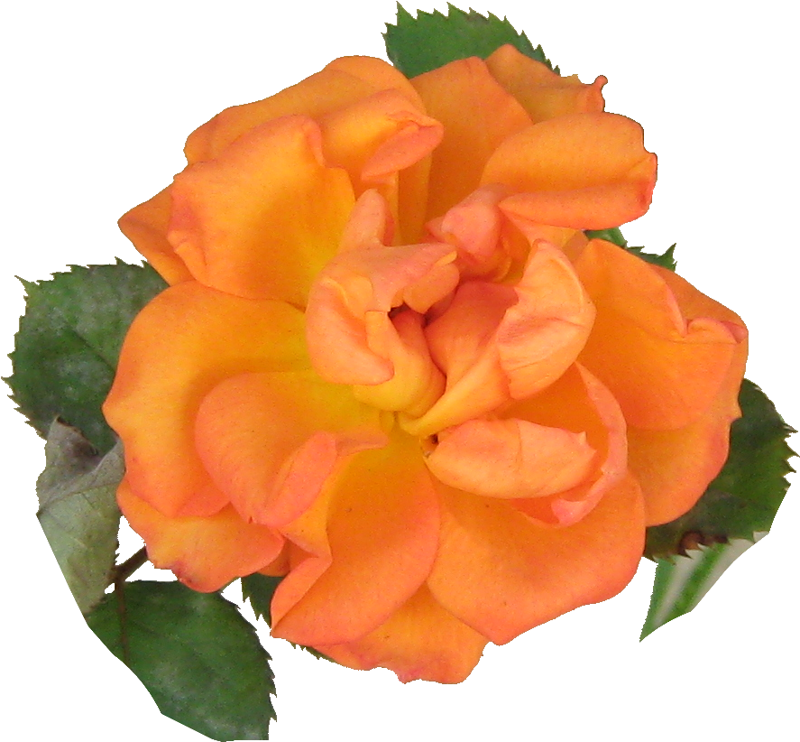 My Orange Rose By Ladyoftheapocalypse - Carnation (917x855)