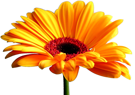 By Http - //www - Photographic Clipart - Com/flowers/orange - Michael Jordan Vs Lebron James Basketball Star Wall (486x343)