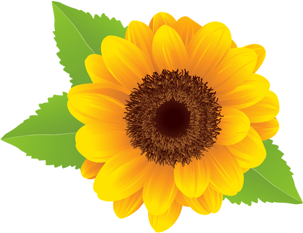 Sunflower Clipart Image - Sunflower Images Clip Art (600x460)