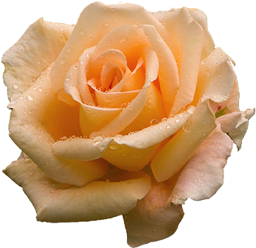 Realistic Flower Clipart - Flowers (378x354)