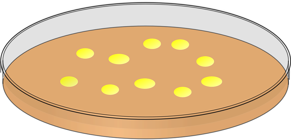 Iliad Cliparts 13, Buy Clip Art - Petri Dish Clipart (960x480)