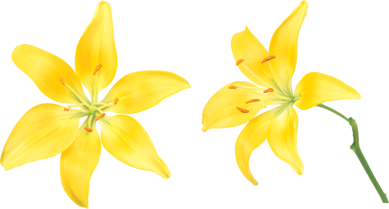 Lilium Flower Clip Art - Beautiful Flower (800x431)