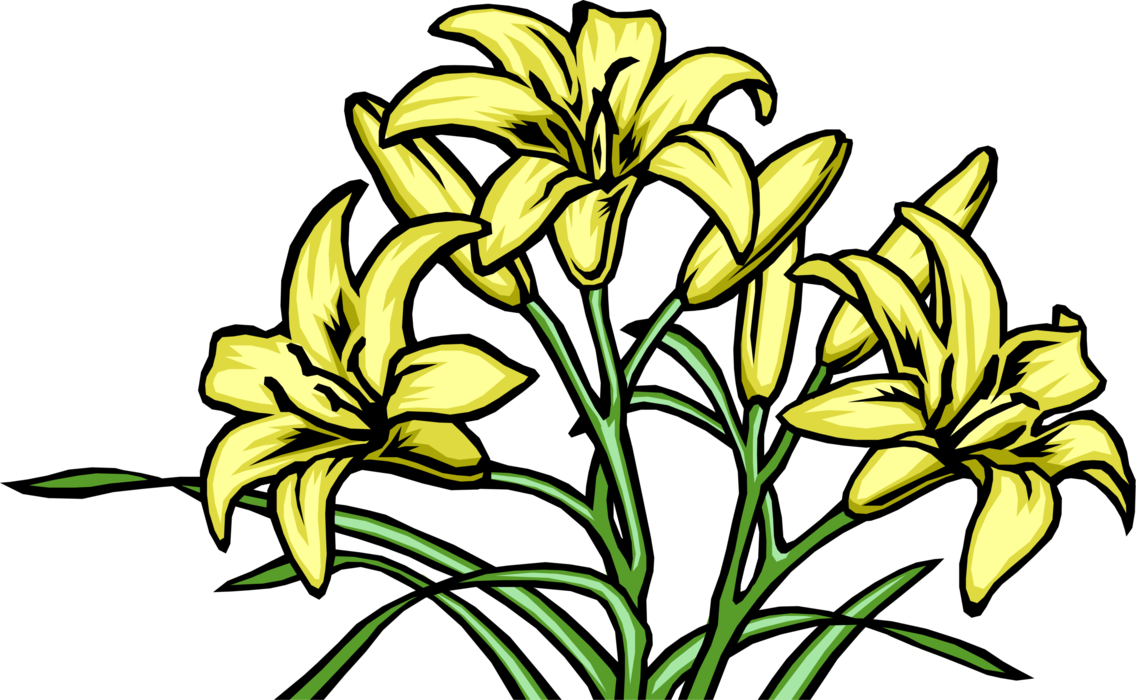 Vector Illustration Of Yellow Lily Flowers - Vector Graphics (1136x700)