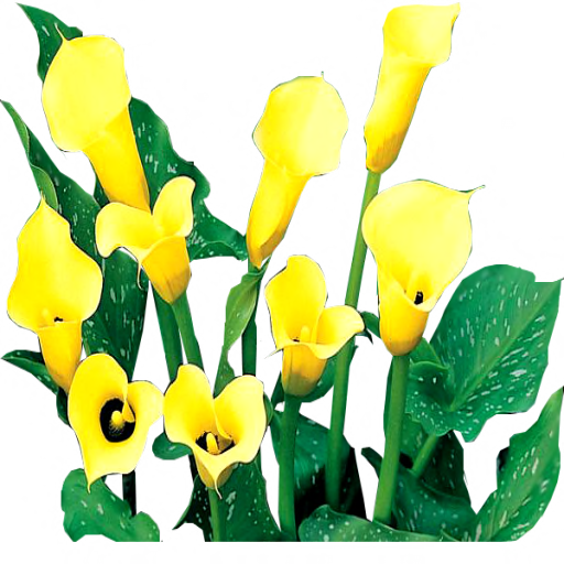 Black Magic Calla Lilies By Lilipilyspirit - Tulip (512x512)