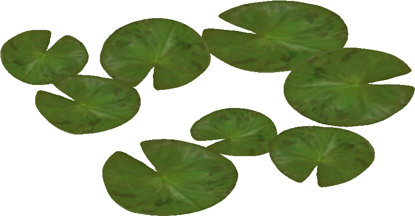 Water Lily 5 - Water Lilies Png (846x846)