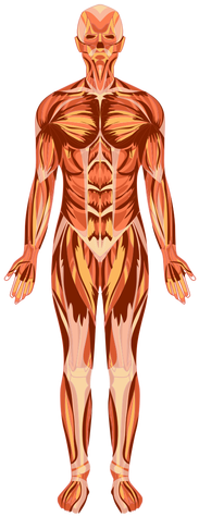 Muscular System Anatomy Human Body Transparent Png - Corpo Humano Png (512x512)
