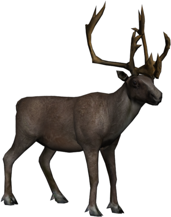 Portrait Caribou Caribou - Caribou Animal Cartoons (1024x768)