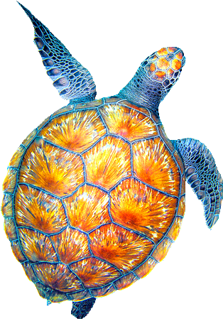 Sea Clipart Tumblr Transparent - Turtle (500x750)