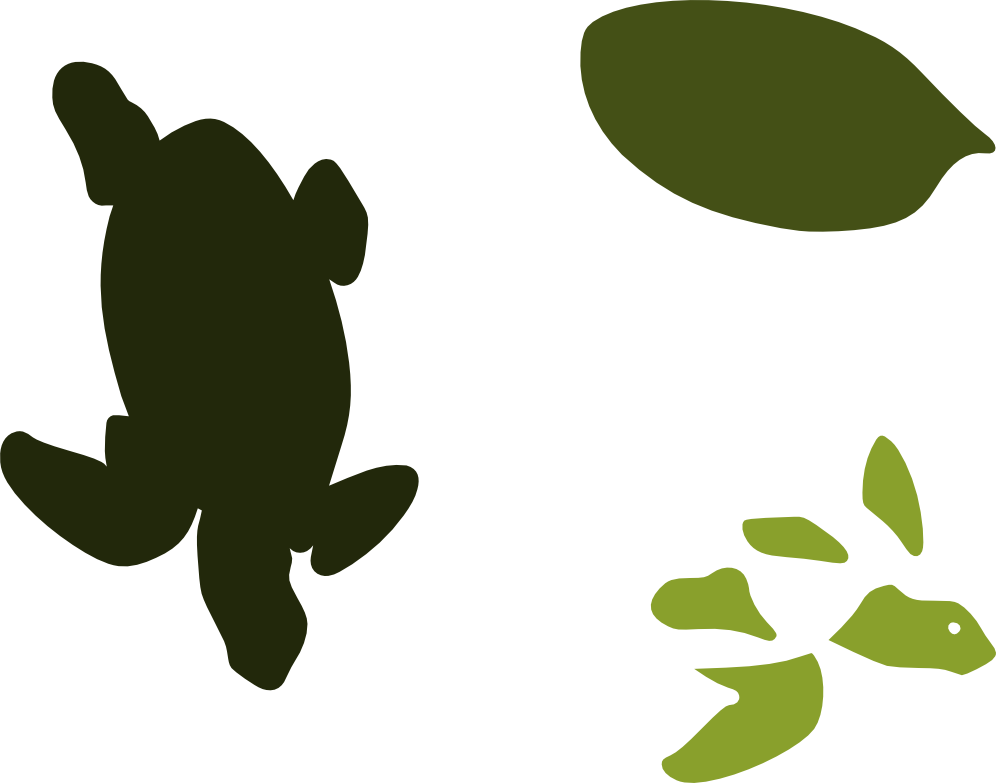 Nature, Personal Use, Seaturtle, - Nature, Personal Use, Seaturtle, (996x783)