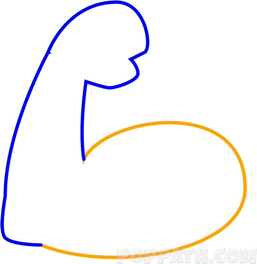 Now Draw An Oval Shape That Meets Both Ends Of The - Biceps (1000x1000)