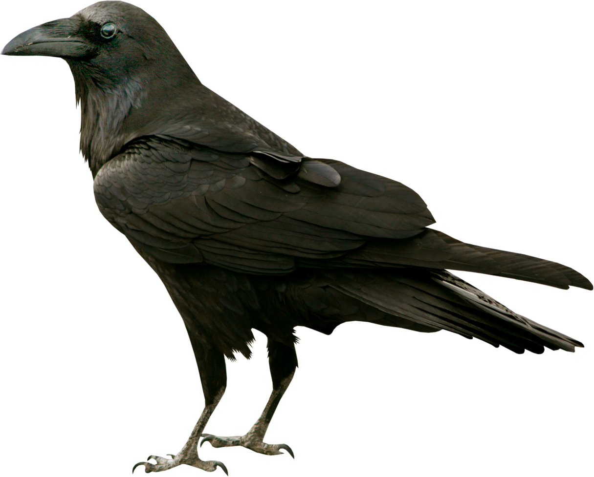Common Raven The Raven Bird Silhouette Clip Art - Common Raven The Raven Bird Silhouette Clip Art (1215x977)