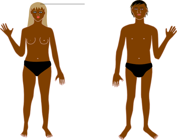Human Body B Clip Art At Clker - Human Body (600x476)