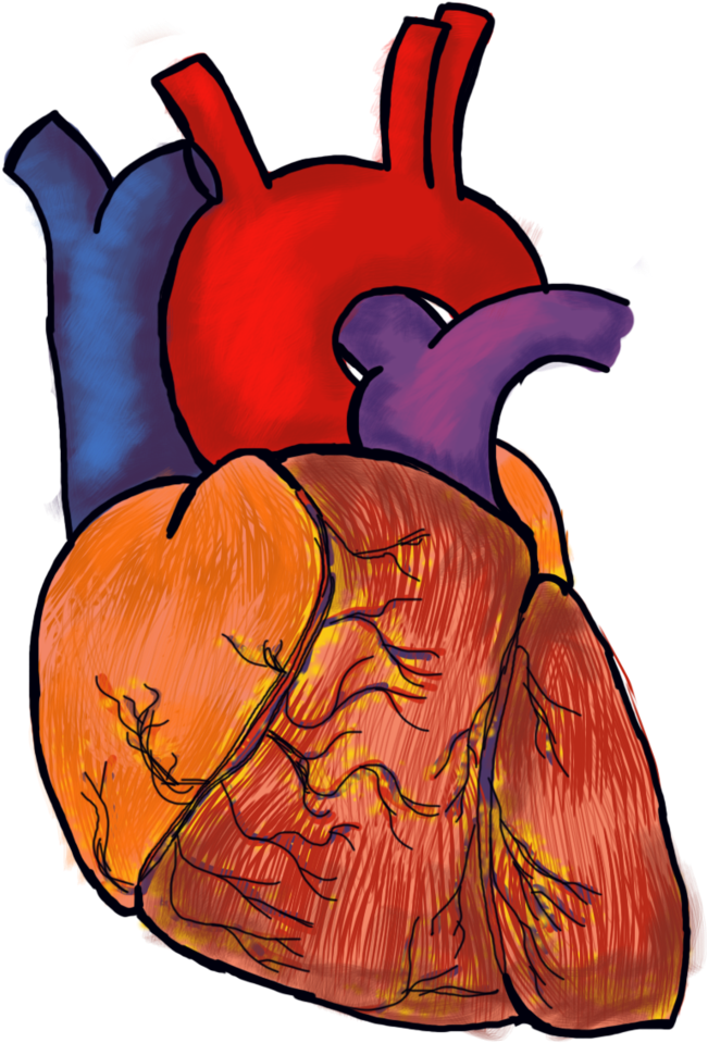 Heart Organ Human Body Clip Art - Heart Organ Human Body Clip Art (1024x970)