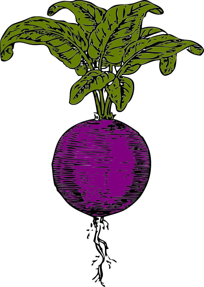Sugar Beet Beetroot Vegetable Clip Art - Sugar Beet Beetroot Vegetable Clip Art (853x1200)