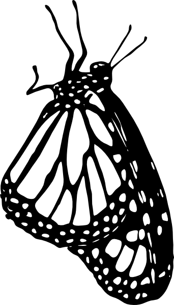 Pepperoni Clip Art Download - Monarch Butterfly Drawing Side (342x598)