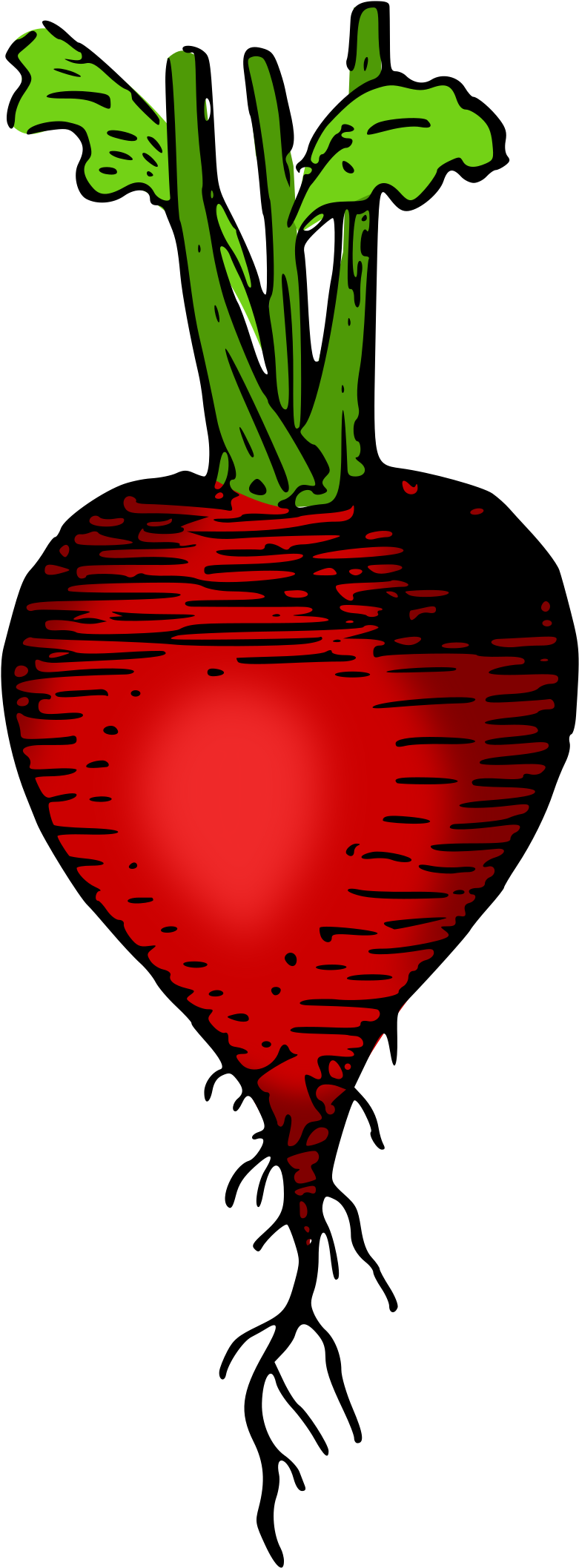 Lutz - Radish Colored - Planta Del Rabano Y Sus Raíces (1066x2400)