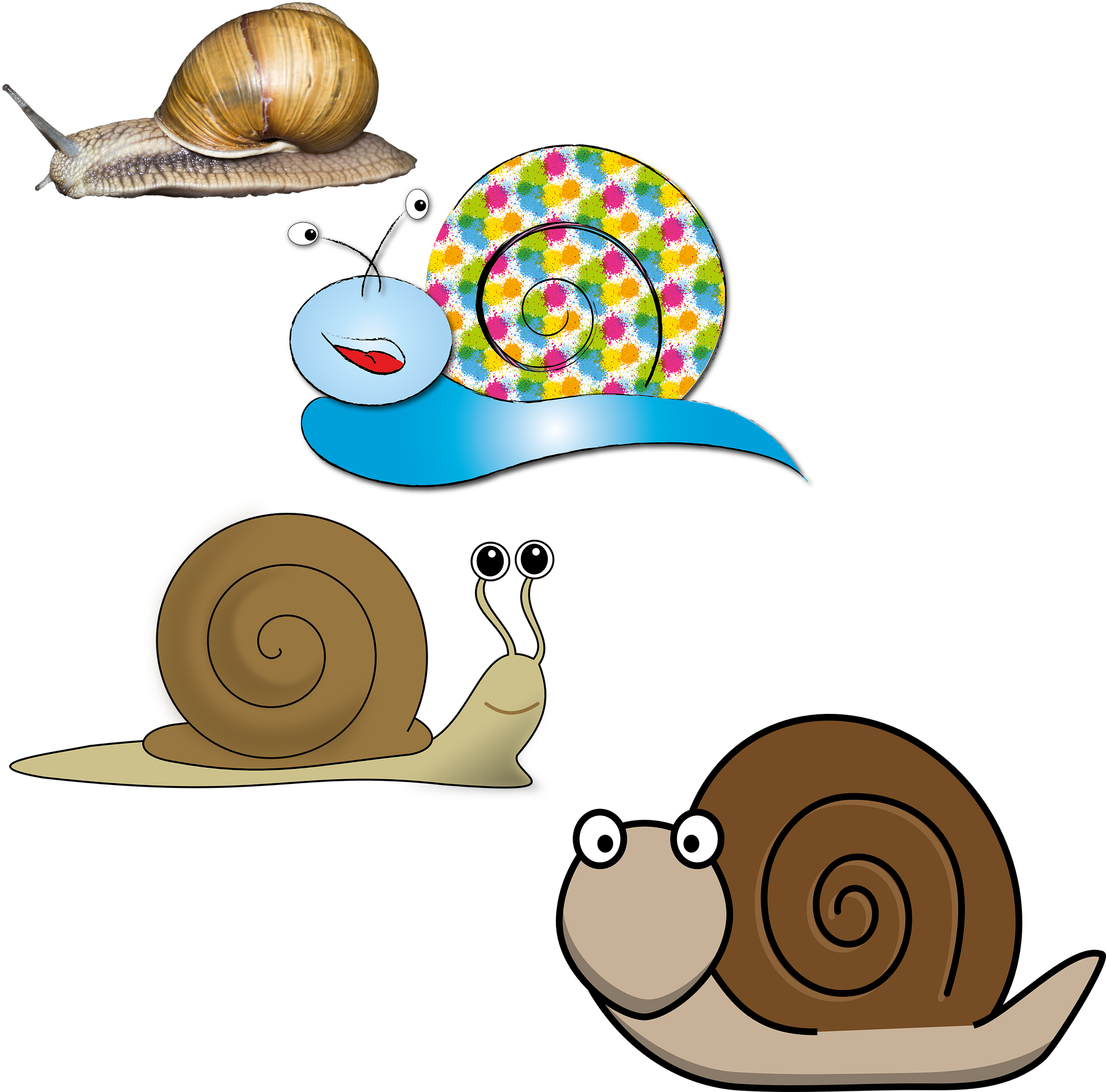 France Snail Illustration - France Snail Illustration (2035x2035)