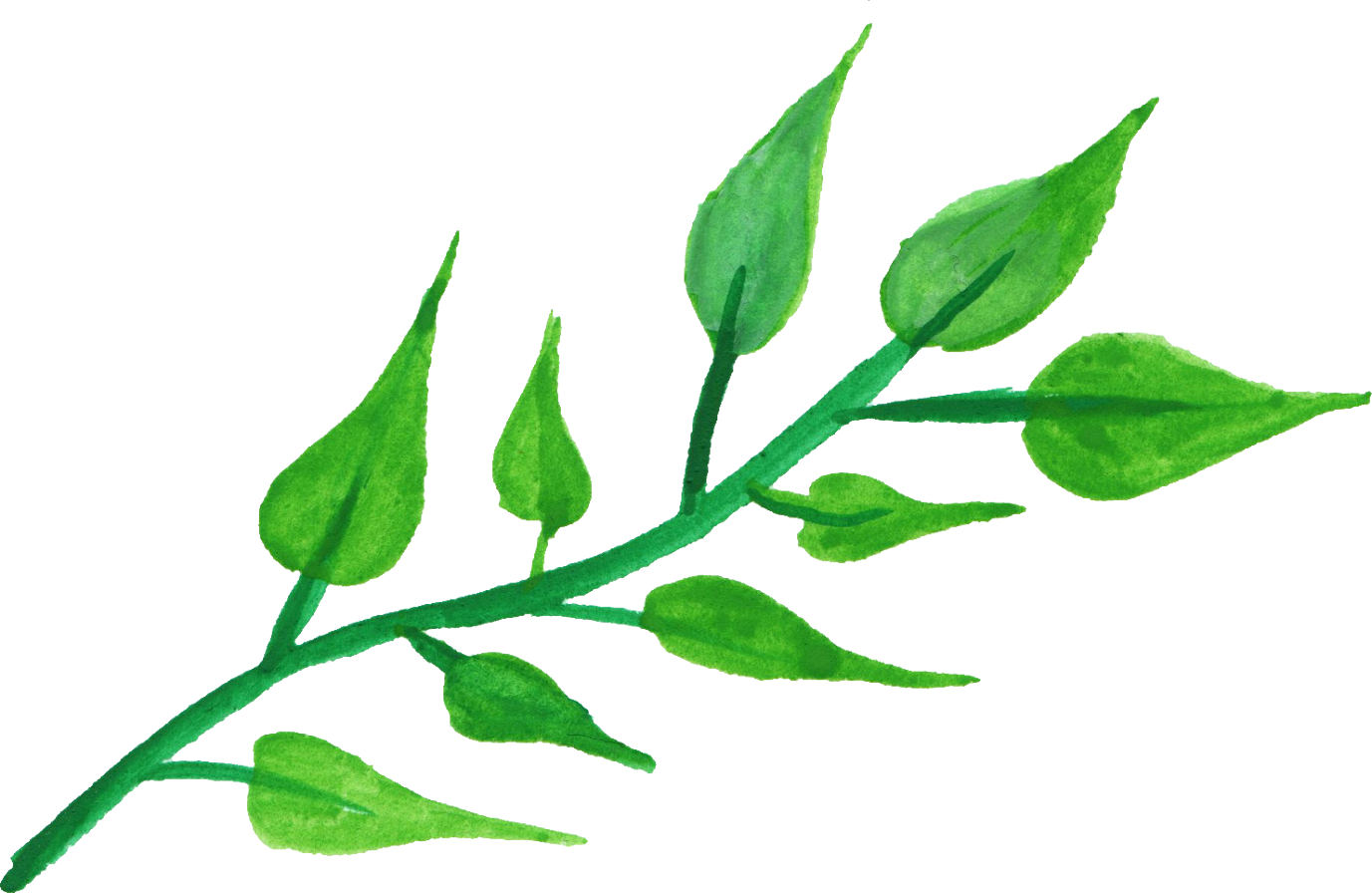 Free Download - Stem With Leaves Png (1377x896)
