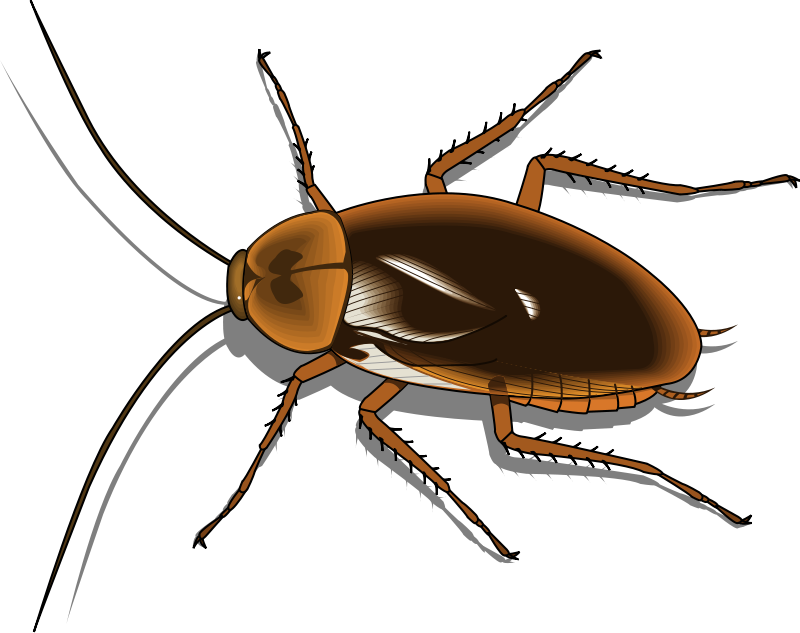 Insect 25 Free Vector - Cartoon Pictures Of Cockroaches (800x633)