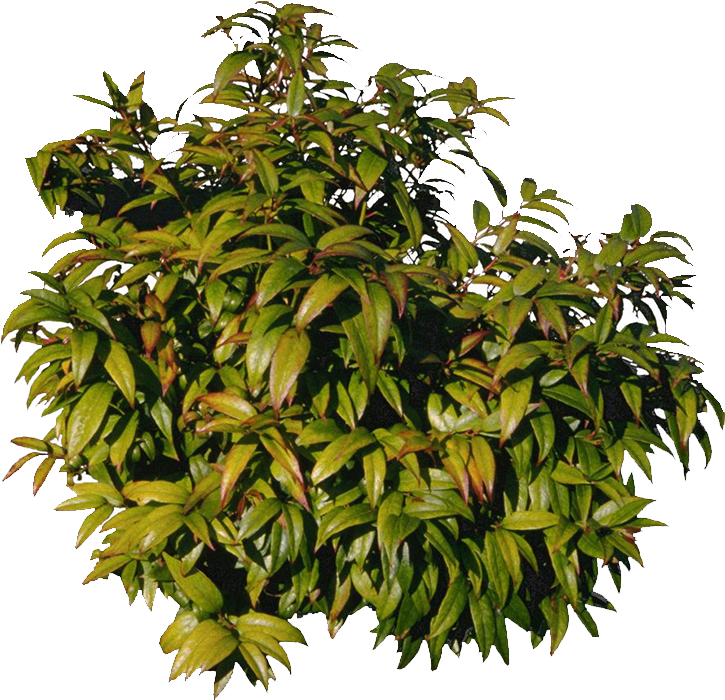 Tree Shrub Clip Art - Tree Shrub Clip Art (800x700)