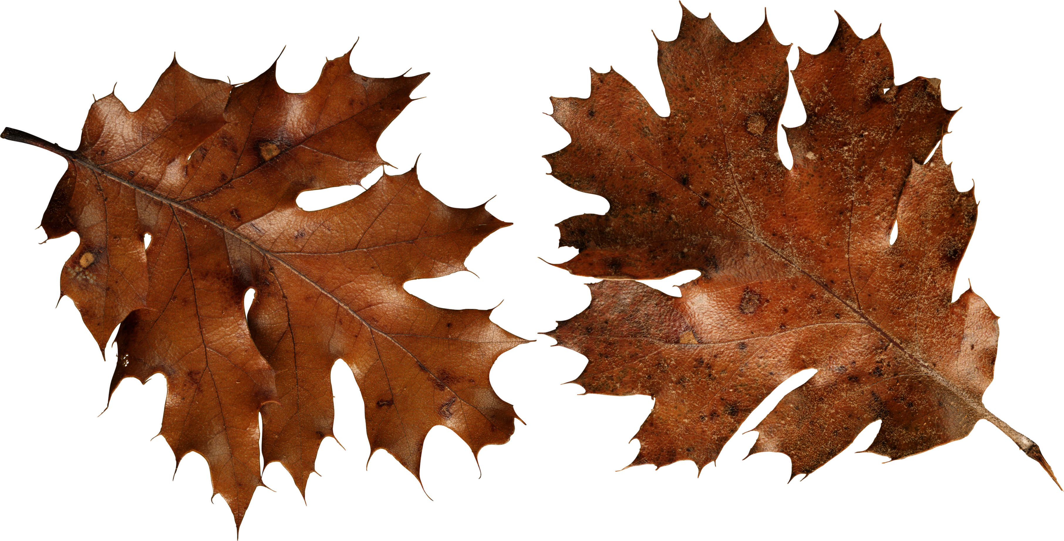 Brown Leaf And Grass Clipart Png - Brown Leaf And Grass Clipart Png (3625x1843)