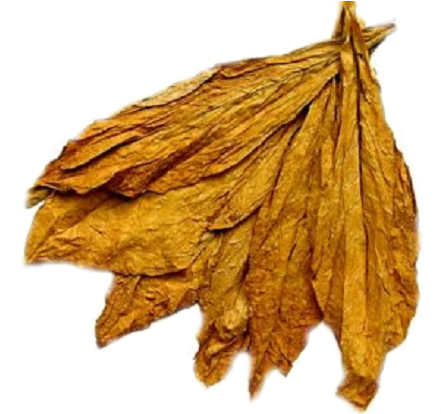 Dried Tobacco Leaves (441x440)