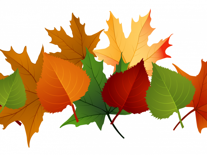 Exciting Clip Art Of Fall Leaves - Exciting Clip Art Of Fall Leaves (800x600)
