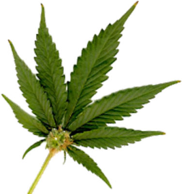 Marijuana Leaf Bud (378x400)