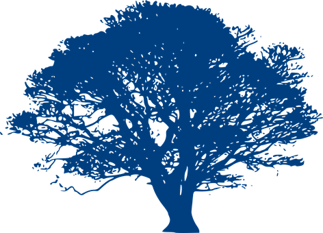 Oak Tree Branches Tall Nature Silhouette W - Black And White Tree Clipart (472x340)