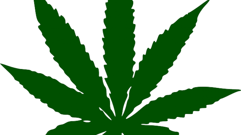 So My Early Morning Reading Seemed To Veer Toward Marijuana - Toronto Maple Leafs New Logo 2016 (800x450)
