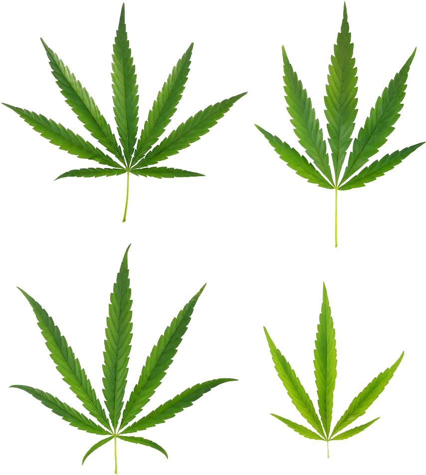 Cannabis (910x1000)