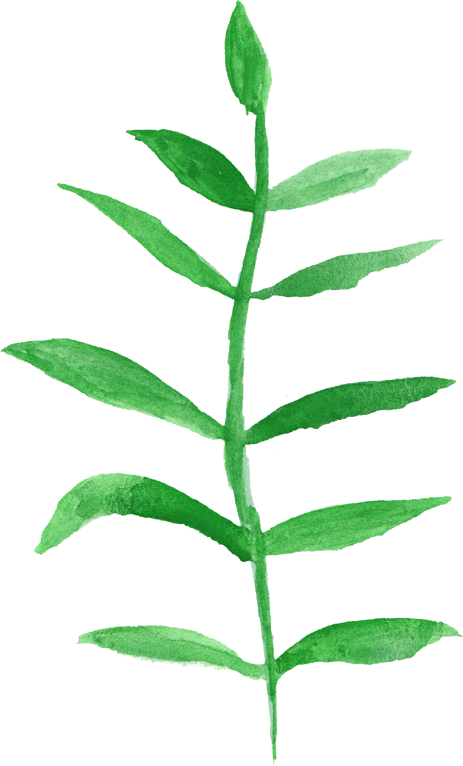 12 Watercolor Leaf Png Transparent Vol 2 Onlygfxcom - Epidendrum (917x1516)