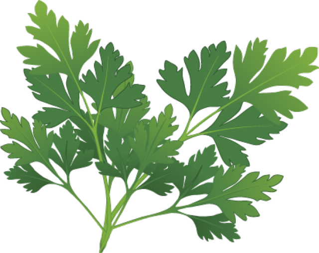 Clip Arts Related To - Clip Art Parsley (640x507)