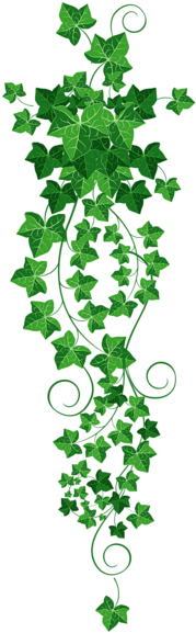 Vine Ivy Png Clipart Picture - Ivy Clipart Png (207x600)