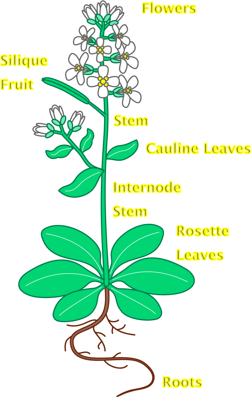 Clipart Info - Arabidopsis Plant Labeled (1108x1263)