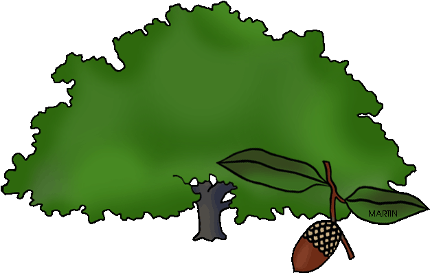 Georgia State Tree - Illustration (648x423)