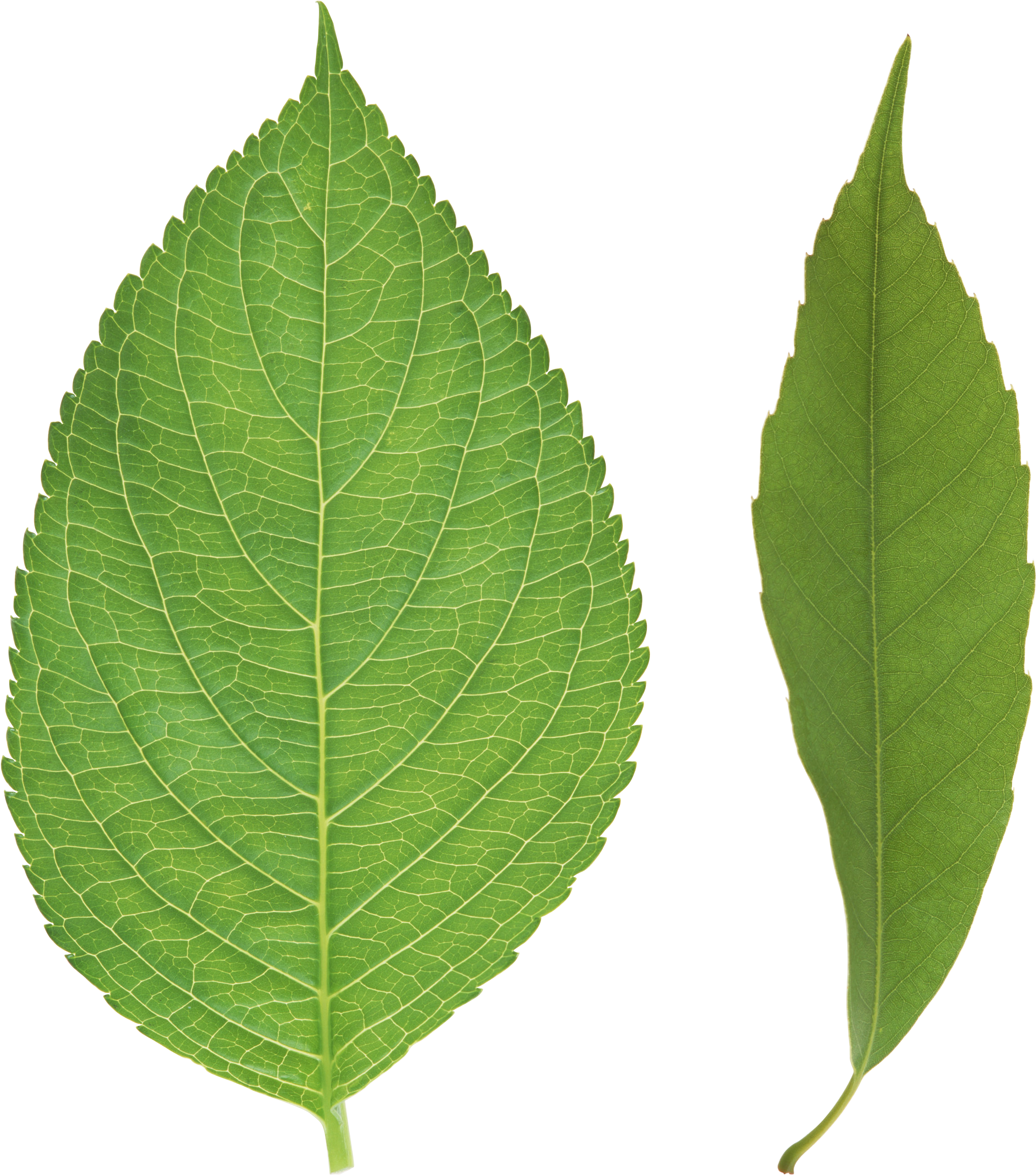 Green Leaves Png Images Free Download Pictures - Leaf (2531x2800)