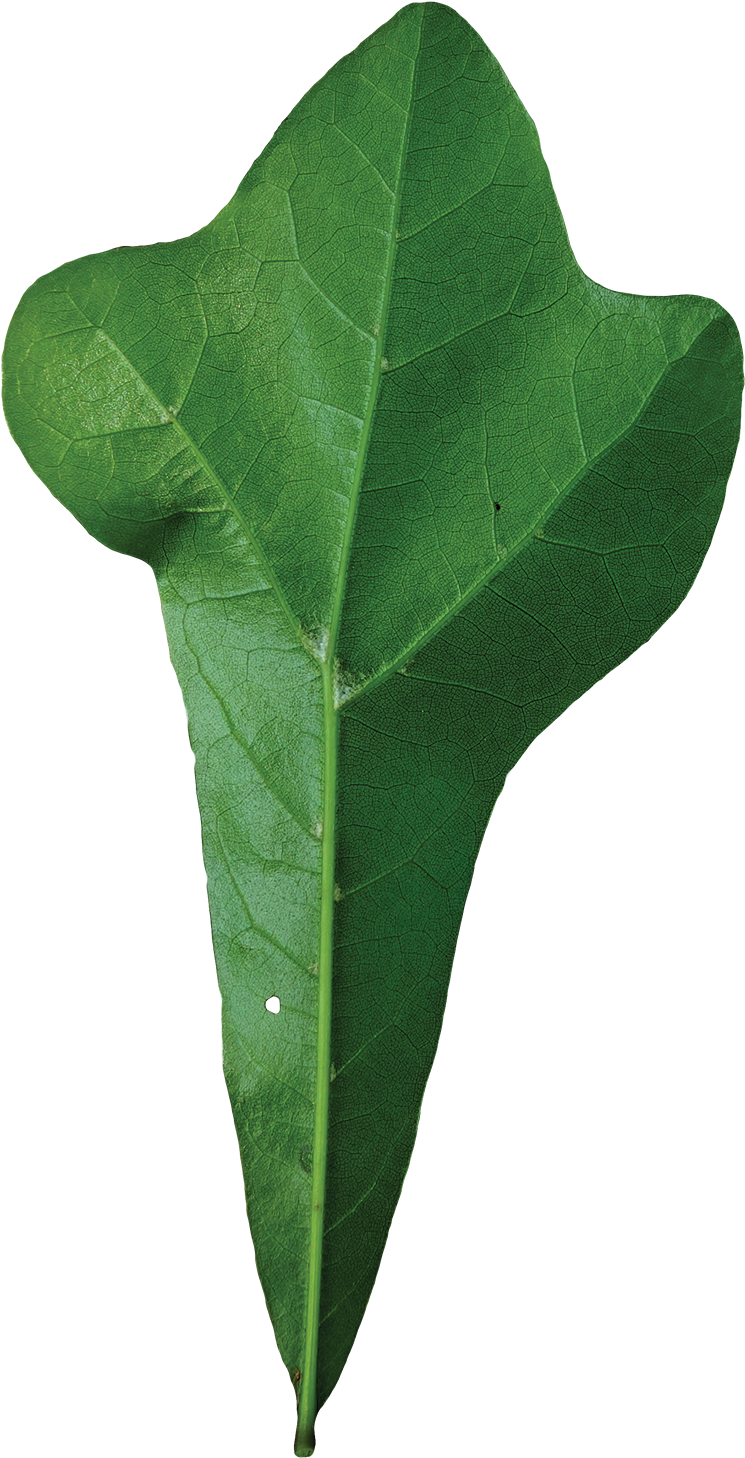 Simple - Quercus Nigra Leaf (800x1526)