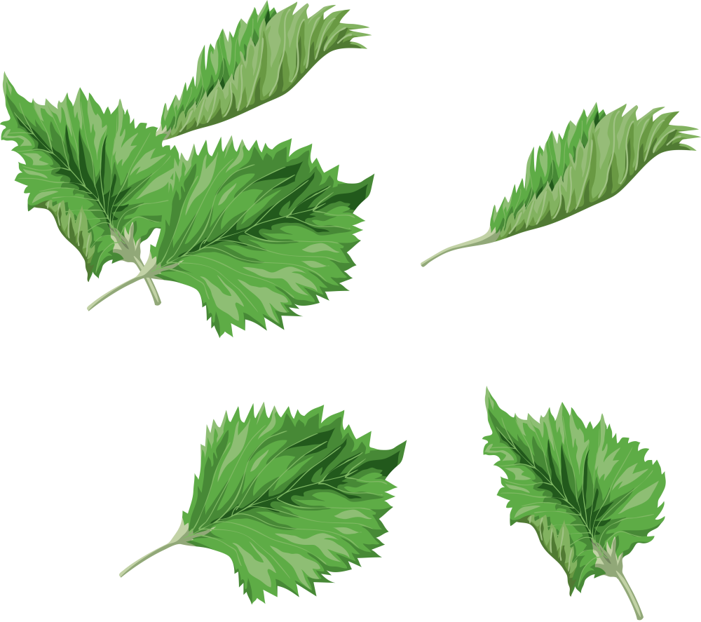 Leaf Green Watercolor Painting Clip Art - Leaf Green Watercolor Painting Clip Art (1000x887)